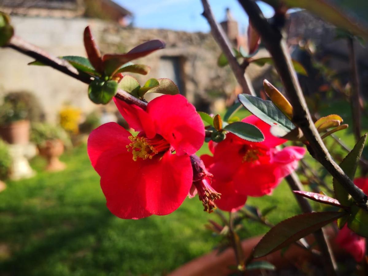 Bed and Breakfast Zia Chiarina San Nicolo Gerrei Exterior foto
